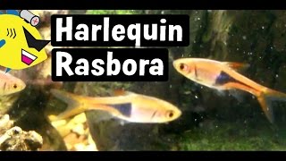 Harlequin Rasbora Fish Profile Easy Freshwater Fish [upl. by Yesdnik740]