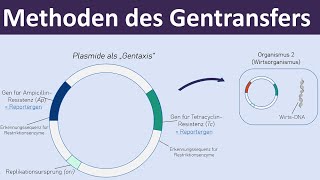 Methoden des Gentransfers  Vektoren Plasmide Transformation  Gentechnik 47 [upl. by Lev]