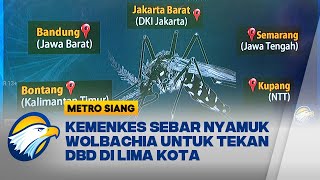 Fakta Nyamuk Wolbachia [upl. by Aneen]