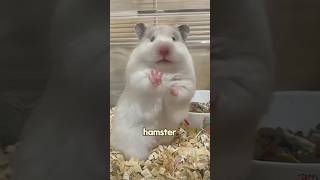 The hamster busy digging all day love hamster animals shorts shortvideo cute [upl. by Marijn35]