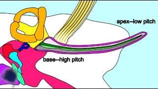 EAR PHYSIOLOGY COCHLEA PERCEIVING VOLUME amp PITCH [upl. by Ellesig]