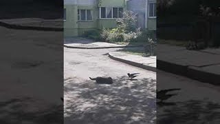 Courageous Crow Tries to Stop Feud Between Two Cats  Viralhog [upl. by Oz68]