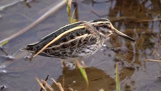 Jack Snipe [upl. by Suivart]