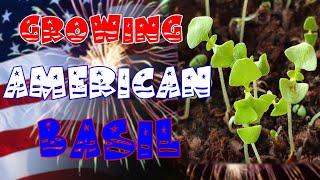 Growing American Basil from Seed Ocimum Americanum [upl. by Elatan]