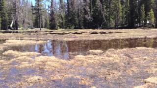 Song of the Boreal Chorus Frog [upl. by Ahcsat]