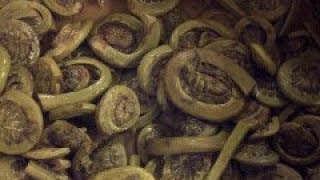 How to Cook Fiddlehead Ferns Cooking with Kimberly [upl. by Myrtle]