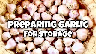 How To Store Garlic  Preparing Garlic for Long Term Storage [upl. by Charlena]