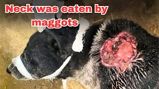 Maggots were eating dog alive  September Updates [upl. by Friedly625]