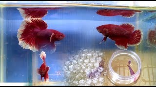 Breeding Halfmoon Rosetail Betta Fish [upl. by Itagaki]