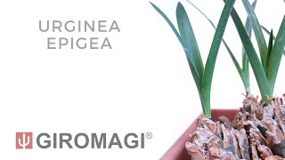 Urginea epigea [upl. by James]