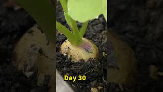 Growing Gold Radish from Seed to Harvest  Container Grarden [upl. by Rysler]