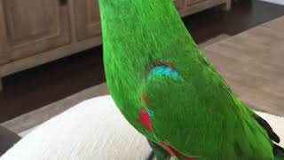 Parrot talk  Happy the Eclectus [upl. by Cordi]