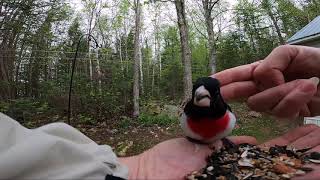 RoseBreasted Grosbeak Fellowship [upl. by Dilan890]