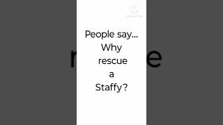 Why rescue a StaffyPitbull [upl. by Leonhard]