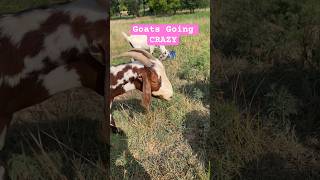 Goaties goats goatfarming farmanimals farming homestead shorts [upl. by Marjana680]