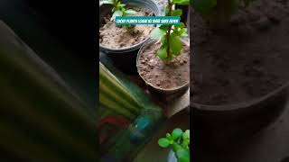 Lucky plants lagane ke dher sare fayde gardening plants tips lucky plants jiya singh shorts [upl. by Otanod]