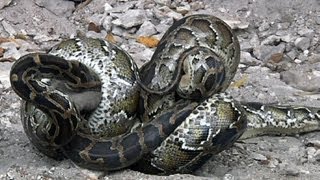 Python vs Python 03 Two Pythons Fighting [upl. by Aneelehs]