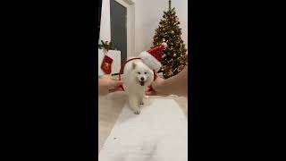 Samoyed Puppy Having Fun Dog  Shorts [upl. by Sukramed]