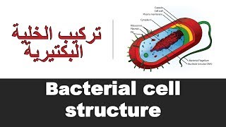 Bacterial cell structure [upl. by Aynekat766]