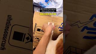 This Cat Doubles as a Box Opener 😂 [upl. by Allista]