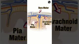 What is Meninges 🧠🧠Shorts PWKannada [upl. by Llednek]