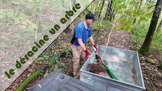 Je déracine un arbre en pleine forêt [upl. by Zaller]