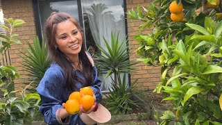 My Sister Harvesting Suebelle white Sapote  Tamarillo  orange💥🇦🇺EP430￼￼￼ [upl. by Alverta318]