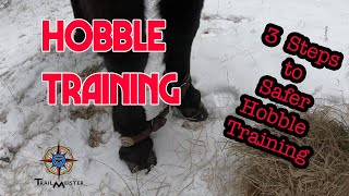 Hobble Training for Horses and Mules [upl. by Awuhsoj]