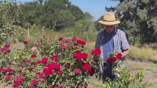 North Bay garden home to thousands of vintage and rare roses [upl. by Alyk]