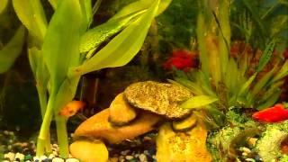 My Community Tank Platy Molly Neon Tetra [upl. by Anayt]