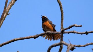 Common Redstart Singing [upl. by Talley855]