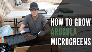 Arugula Microgreens How To Grow From Seed To Harvest With StepByStep Instructions [upl. by Nwotna934]