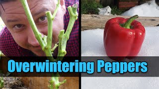 Overwinter Your Pepper Plants  Garden Quickie Episode 25 [upl. by Berky]