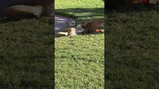 No walk yet…shortsfeed puppy dog doglover shortdogvideo [upl. by Atikahs]