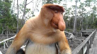 Big nose monkey in Borneo [upl. by Cormier]