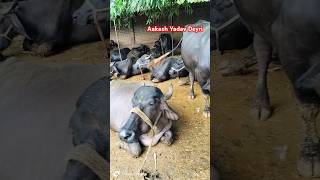 Murrah Buffalo New Video 2024  Yadav Dairy Farm  New Dairy Farm  Buffalo Dairy Farm [upl. by Ilenay]