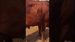 Brahman cow new born baby in farming viral trending brahman cattlefarming cow shorts [upl. by Rob406]