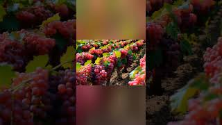 Grape fruits wine grapevine usa fruit grapewine farming grapeharvest garden [upl. by Malo308]