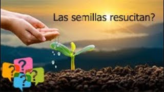 Semillas Divinamente Diseñadas El Misterio de la Vida en Cada Grano [upl. by Enilav]