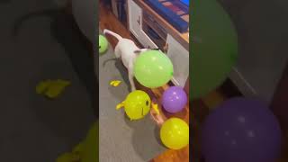 Dog vs balloonfunny [upl. by Amor]