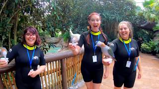 Discovery Cove®  Visit Orlando Insider [upl. by Leahey689]