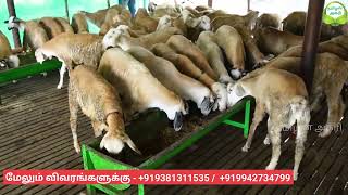 90 நாட்களில் அதிக லாபம் தரும் செம்மறியாடு வளர்ப்பு Sheep farming [upl. by Nawk365]