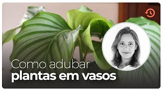 Como adubar PLANTAS em VASOS  Melhor adubo orgânico [upl. by Isak]