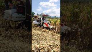 KOMBI SAWAH KUBOTA HEADER JAGUNG eps 112 short shortvideo kombisawah kubota [upl. by Trefor]