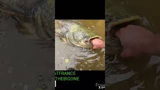 silure catfish madcat fishing gobigorgohome [upl. by Adiari]