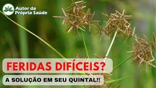 FERIDAS DIFÍCEIS A SOLUÇÃO que nasce no SEU QUINTAL [upl. by Onateag]