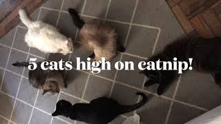 5 cats high on catnip relax with them [upl. by Elletsirk]