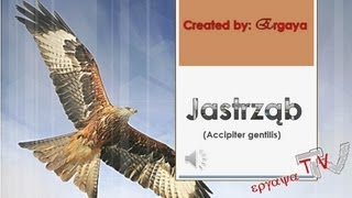 Jastrząb jastrząb gołębiarz Accipiter gentilis [upl. by Ariahaj]