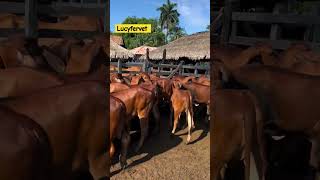 New stock brahman cow animalshorts cow dairycalves cattlefarming redbrahman livestockfarming [upl. by Leid824]