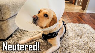 Buddy Got Neutered  Buddy ki Neuter Surgery Experience  Full Details Hindi [upl. by Emmery]